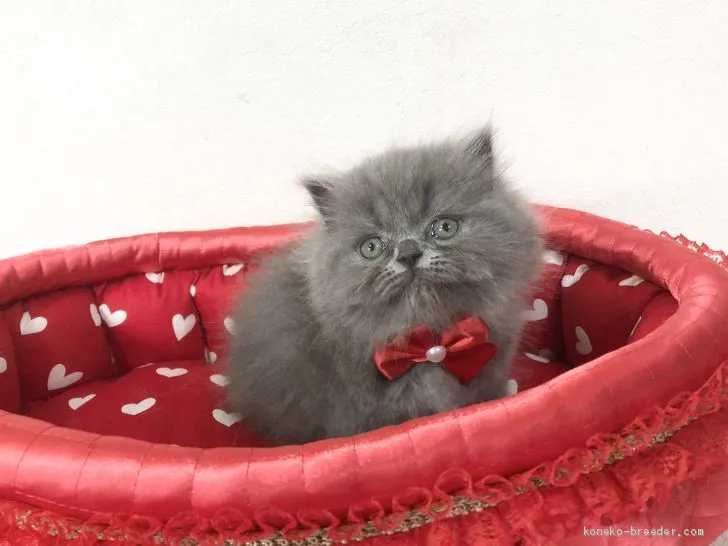 カモメ猫 様のお迎えした子猫