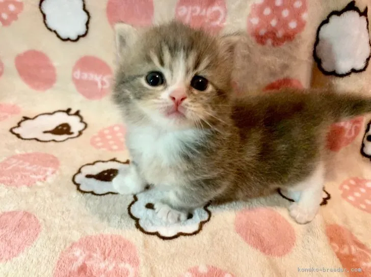 ID:1903-00650の子猫