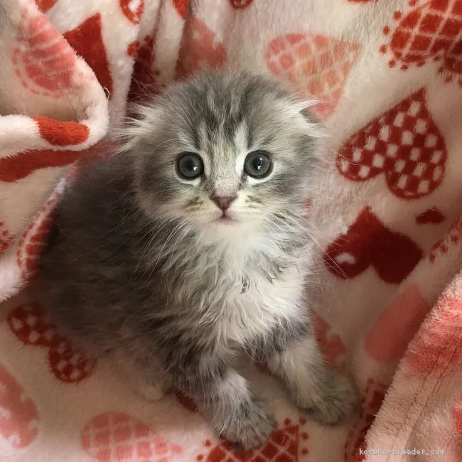 ID：2005-00060の子猫