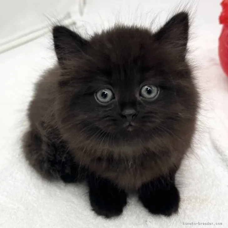 ID：2312-01167の子猫