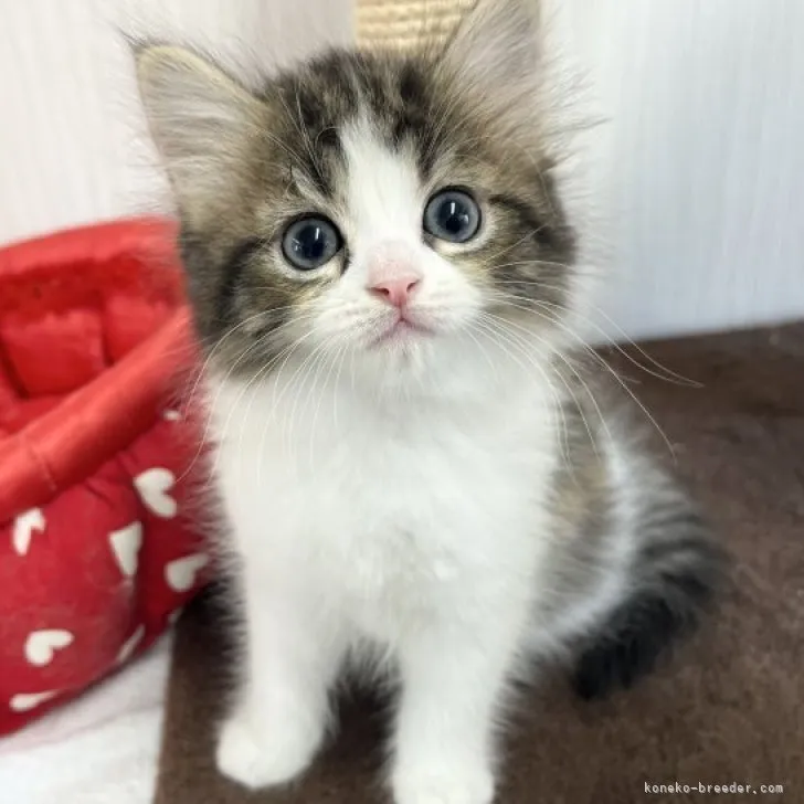 ID:2303-01980の子猫