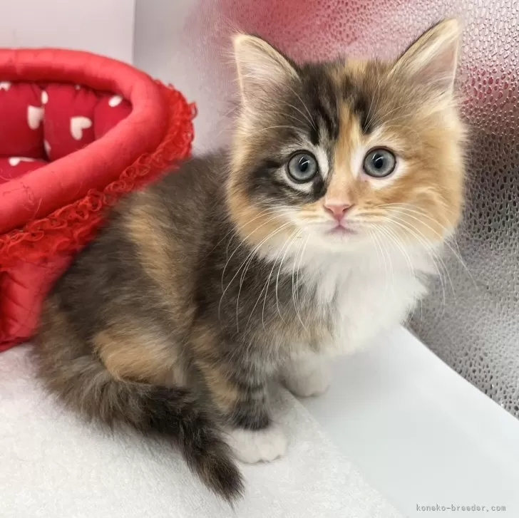 ID：2402-02200の子猫