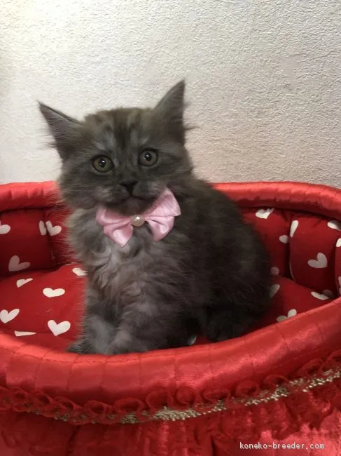 ID:2006-01297の子猫