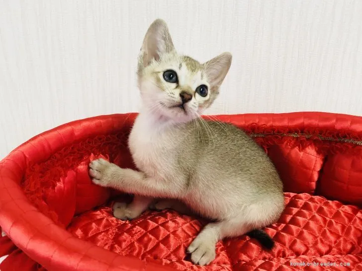 ID:2006-01611の子猫