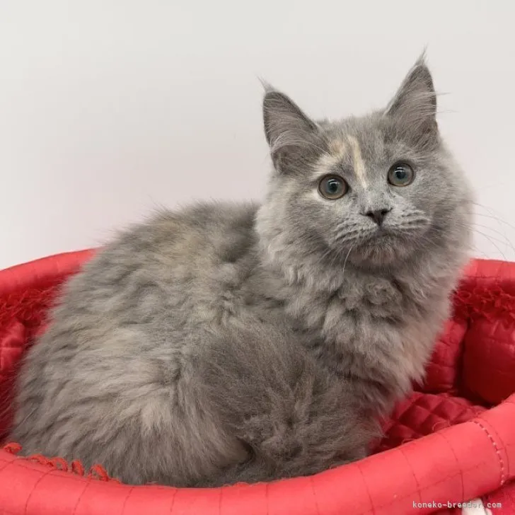 ID:2301-02285の子猫