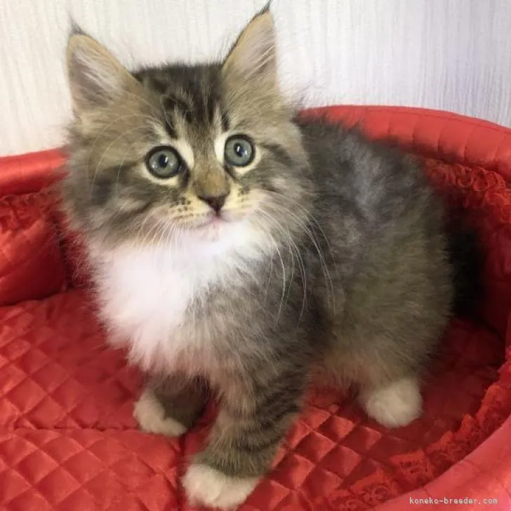 ID：2208-00079の子猫