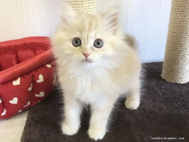 ID:2203-01141の子猫