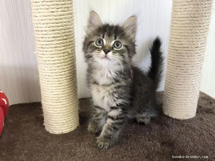 ニコちゃん 様のお迎えした子猫