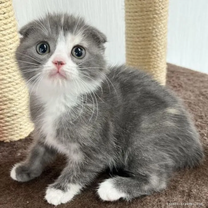 ID:2210-00301の子猫