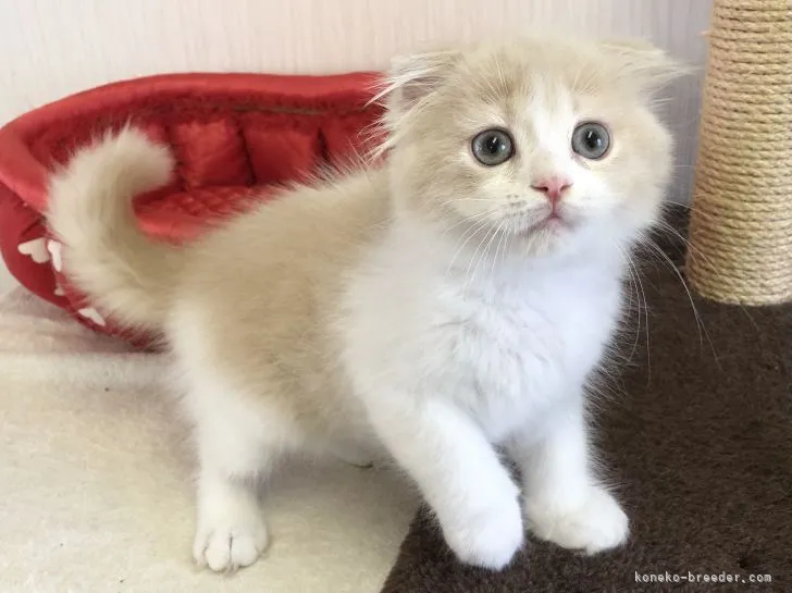 ID:2108-02519の子猫