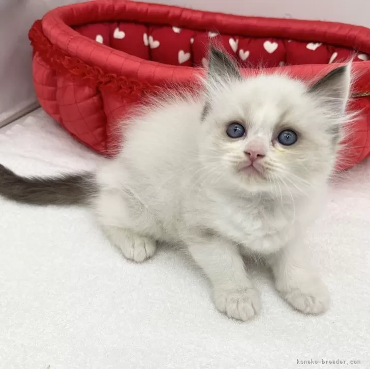 ID:2404-00480の子猫