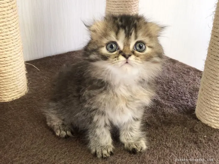 ID:2108-01262の子猫