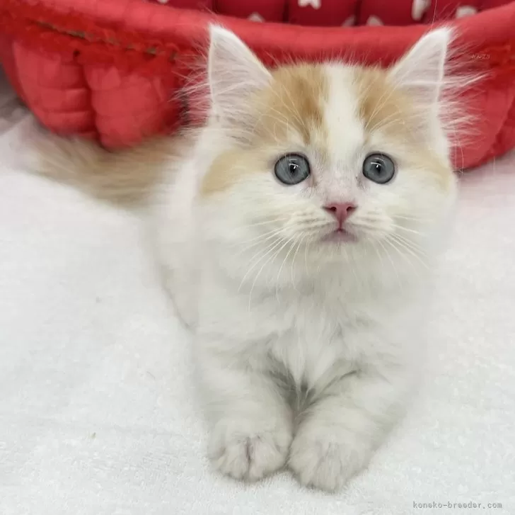 ID：2407-00893の子猫