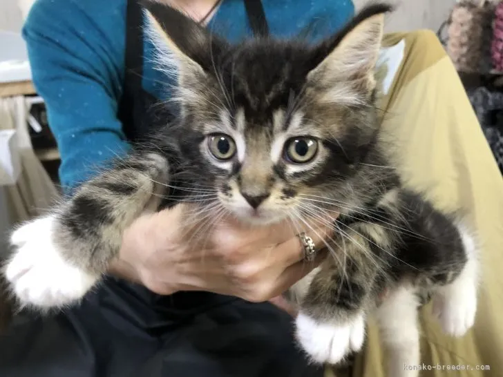 ID:2204-02410の子猫