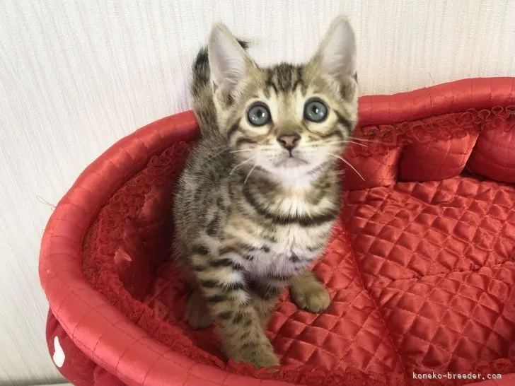ID:2108-02464の子猫