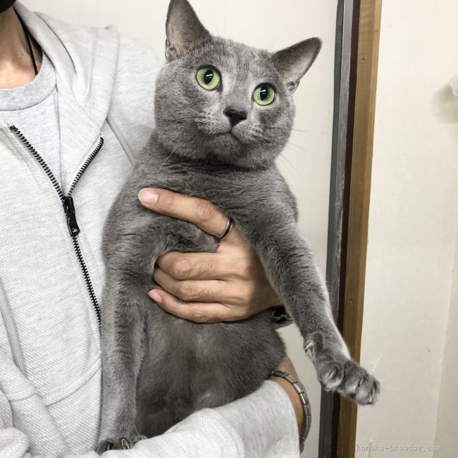 ロシアンブルー【・男の子・2015年10月11日・ブルー】