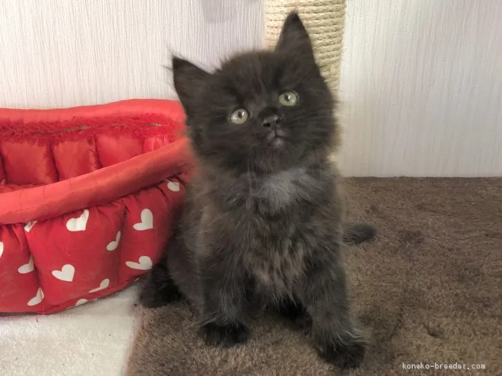 ID：2012-01366の子猫