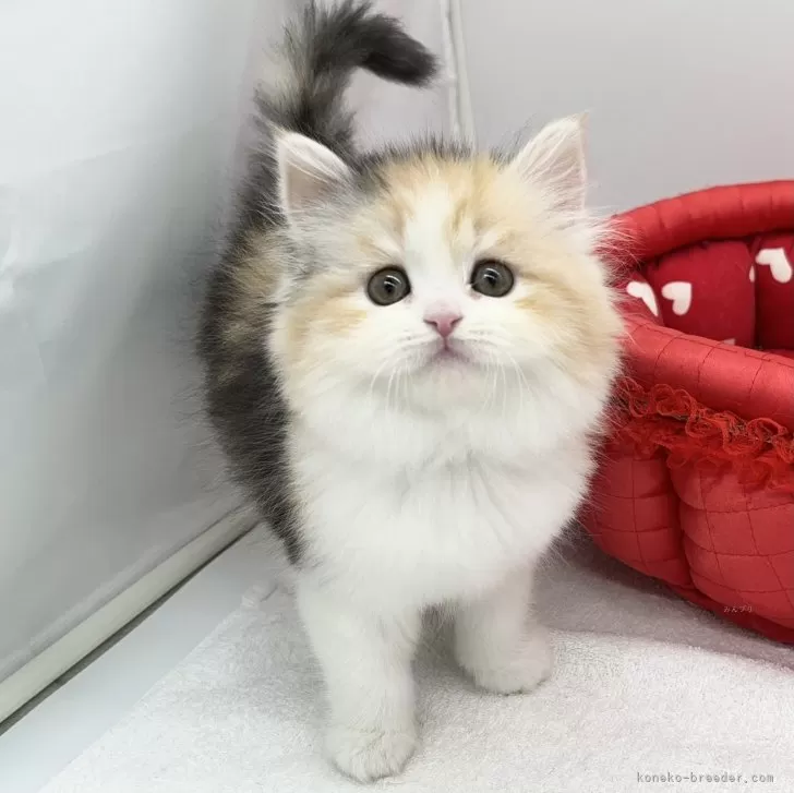 ID:2401-00580の子猫
