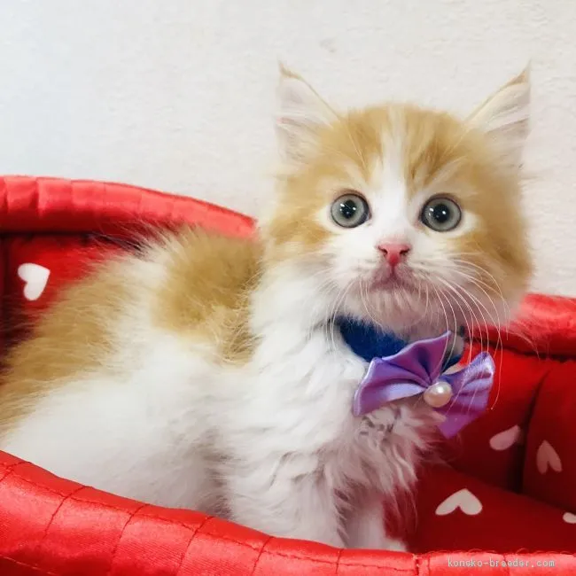 リック 様のお迎えした子猫