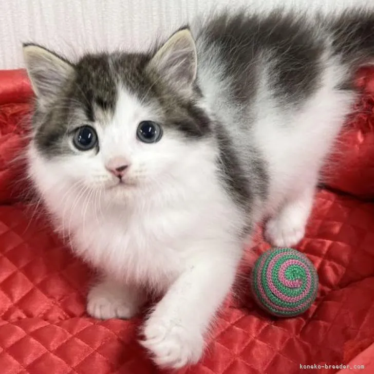 ID:2211-02692の子猫