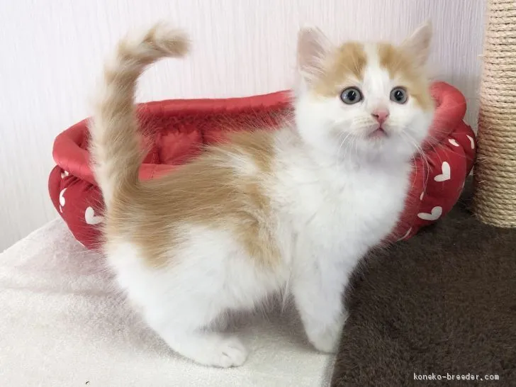 ID:2103-01400の子猫