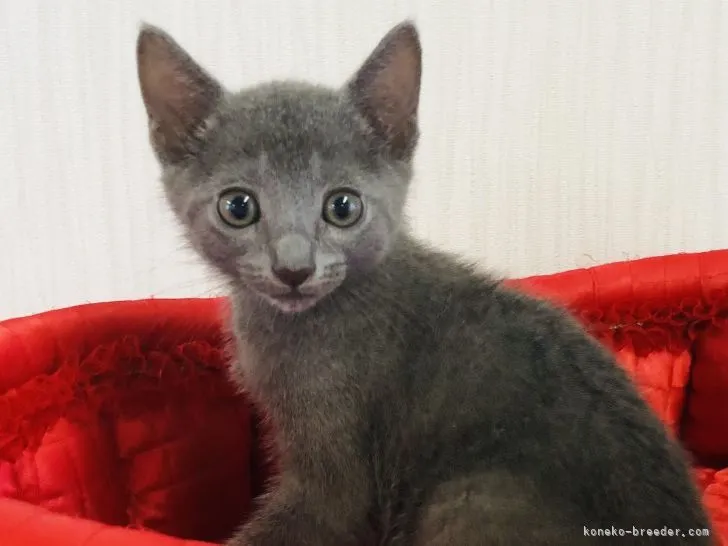 ID:2107-00715の子猫
