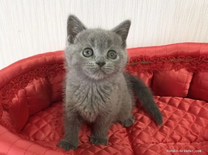 ID：2011-01984の子猫