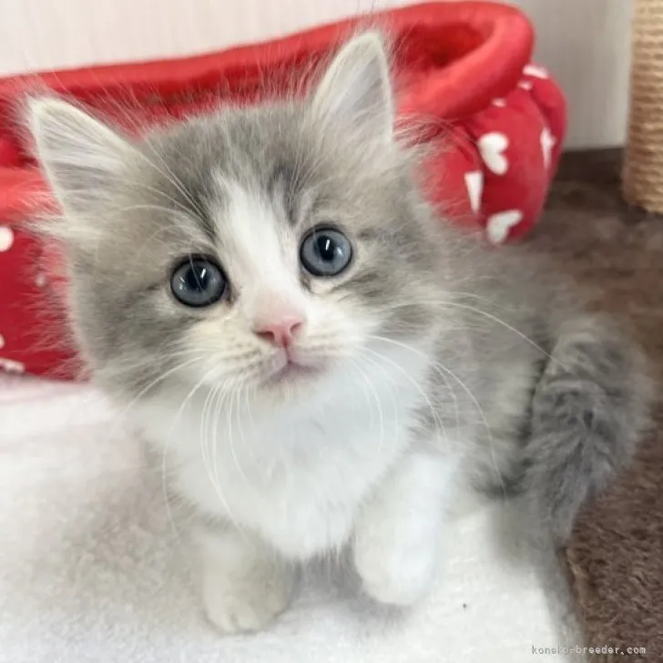 ID:2303-01981の子猫