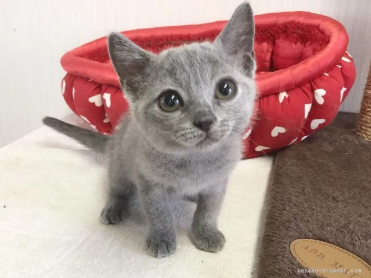 わかにゃんママ 様のお迎えした子猫