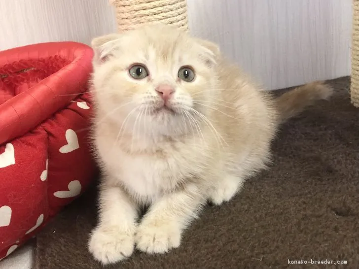 ID:2102-00454の子猫