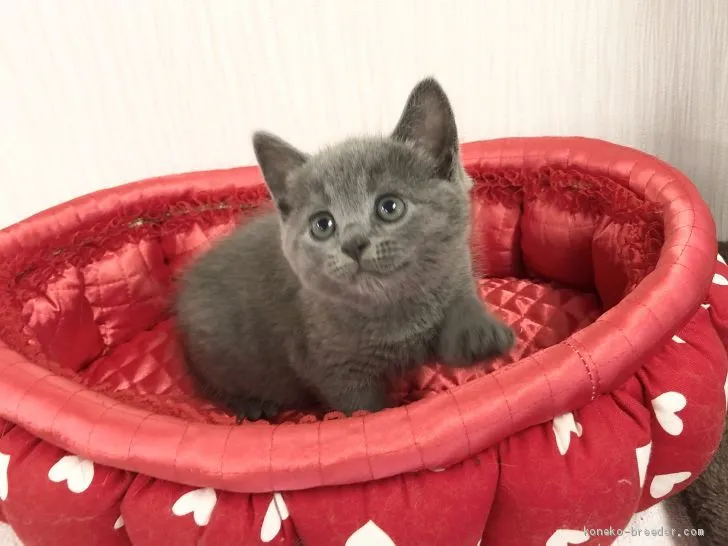 ID：2007-01123の子猫
