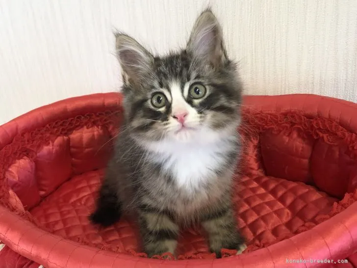 ID:2204-02493の子猫