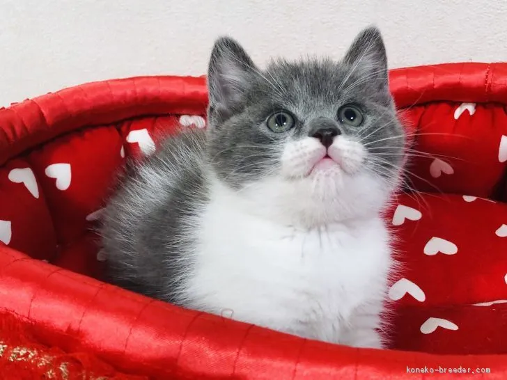 Y 様のお迎えした子猫