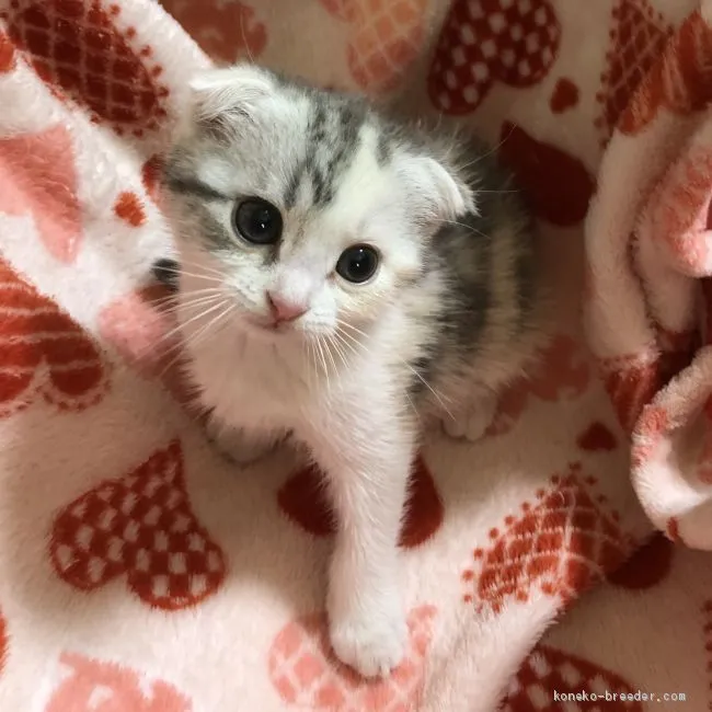 けいか 様のお迎えした子猫