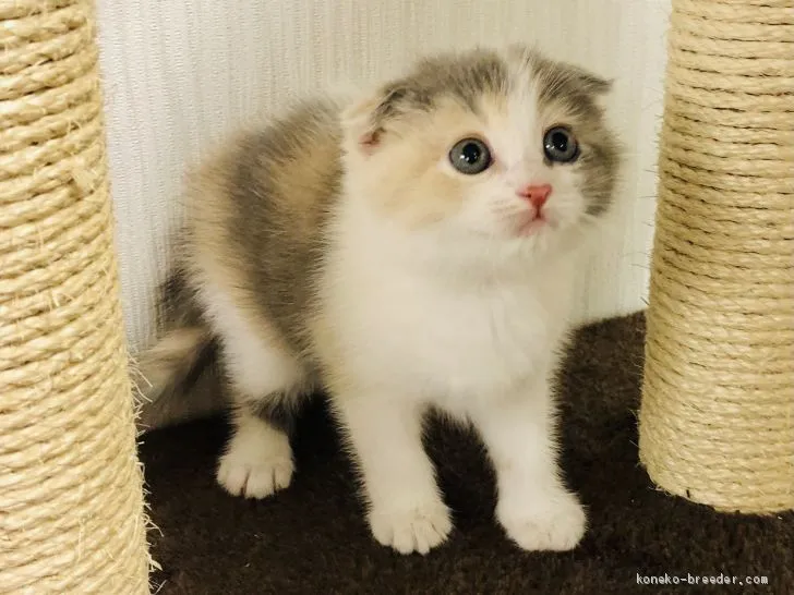 ID：2012-00509の子猫