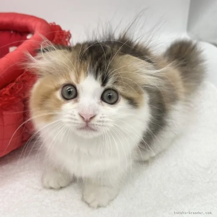 H.M 様のお迎えした子猫