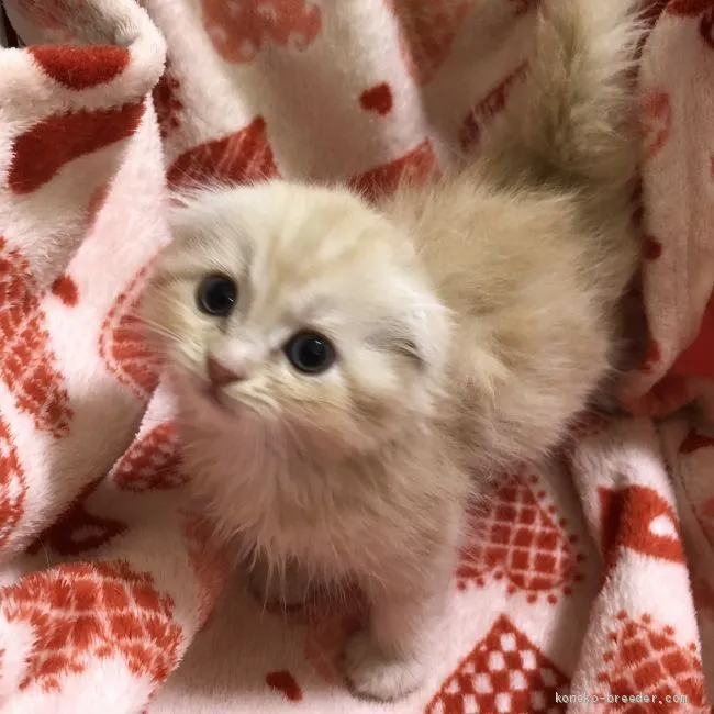 ID:2005-00064の子猫