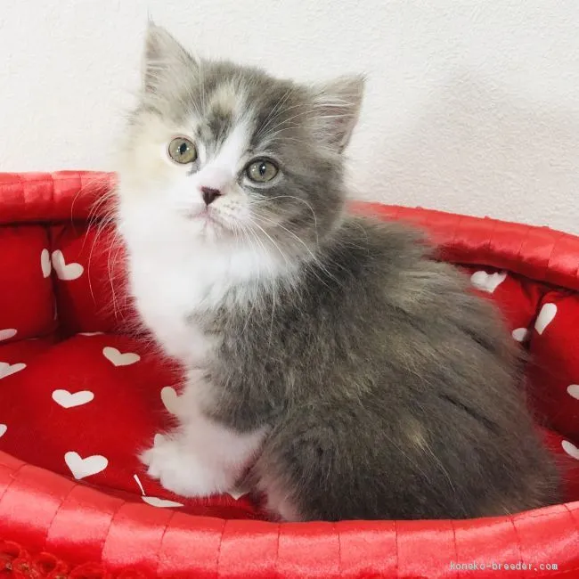 ID:2006-00296の子猫