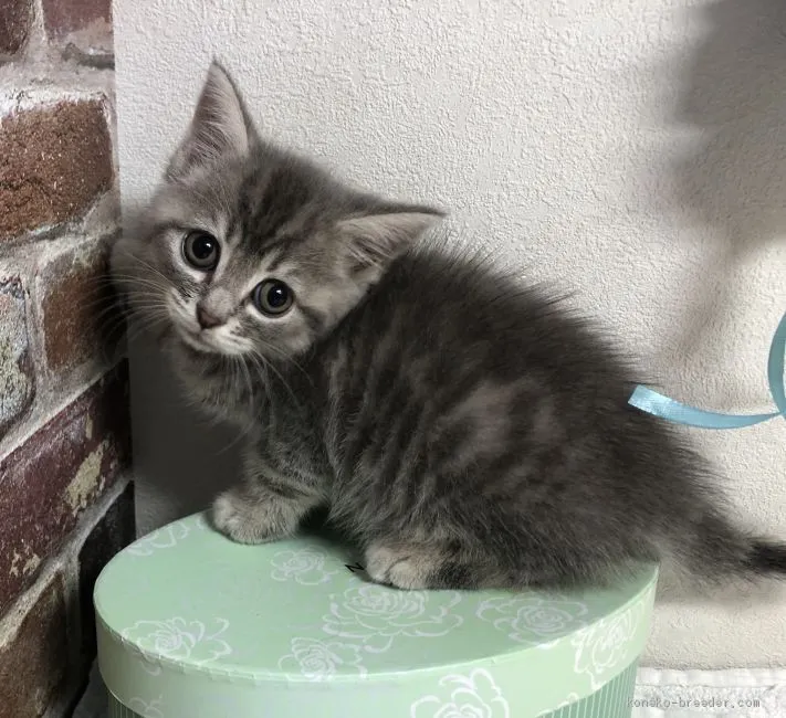 ID:1907-00133の子猫