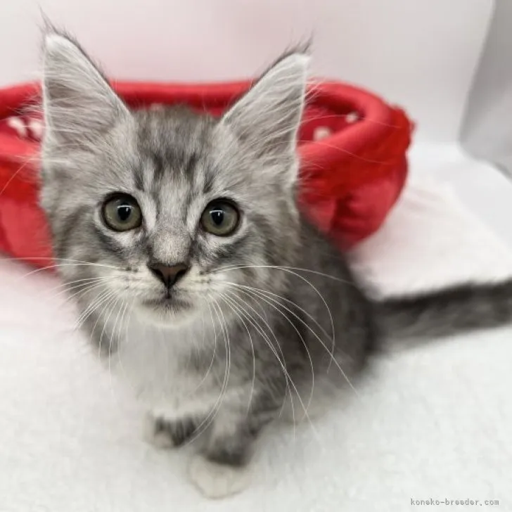 ID:2308-01589の子猫