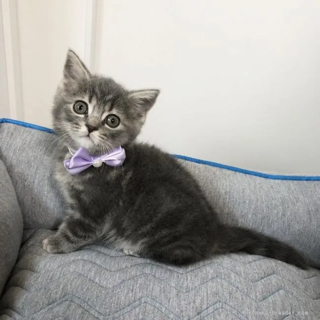 ID：2004-02176の子猫