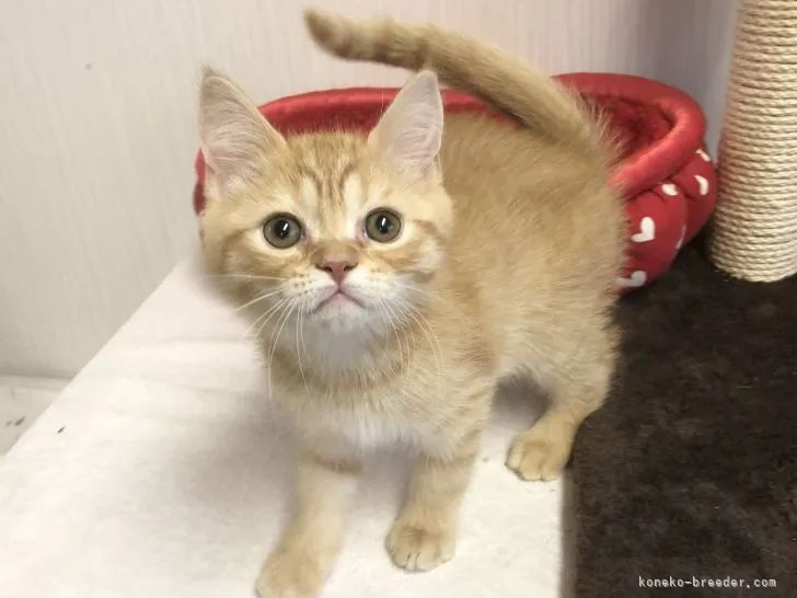 ID:2202-00965の子猫