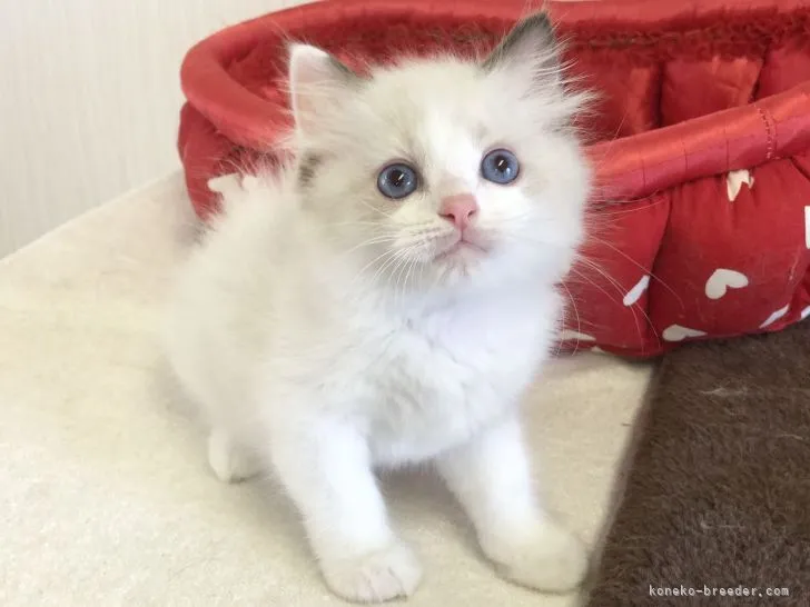 ID:2110-00305の子猫