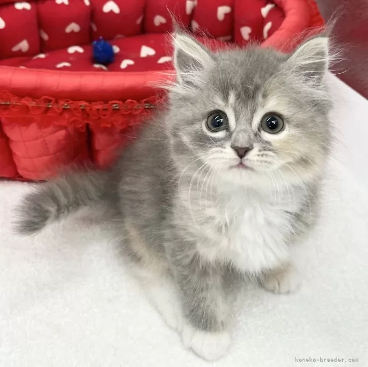 ID：2402-01882の子猫