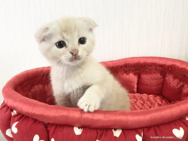 ID:2010-02136の子猫