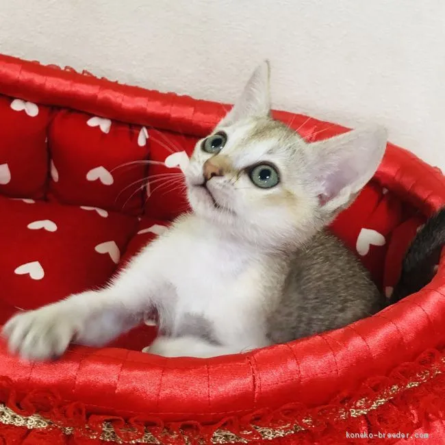 るーじゅ 様のお迎えした子猫