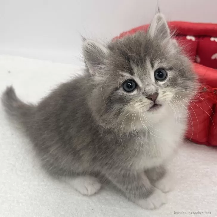ID:2412-00802の子猫