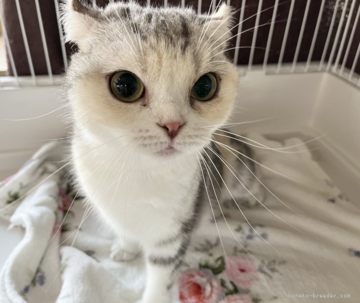 スコティッシュフォールド【・女の子・2019年1月5日・シルバーパッチドタビー&amp;ホワイト】