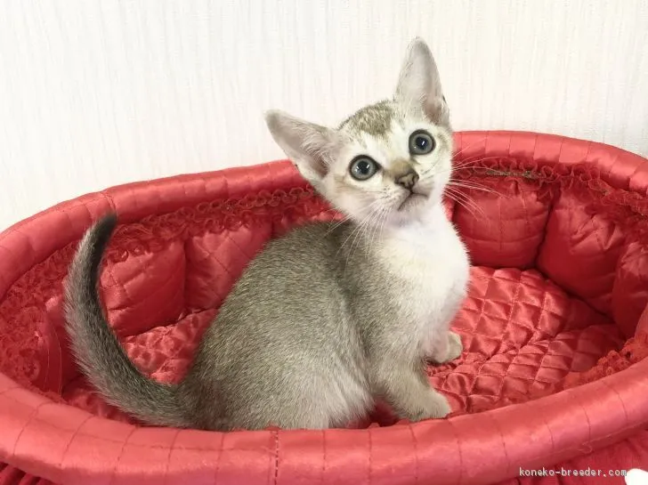 ID:2010-02186の子猫