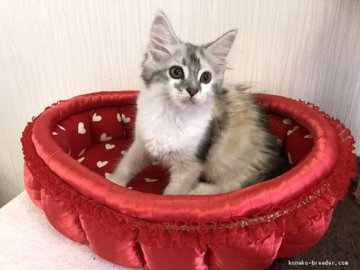 ID：2007-01661の子猫